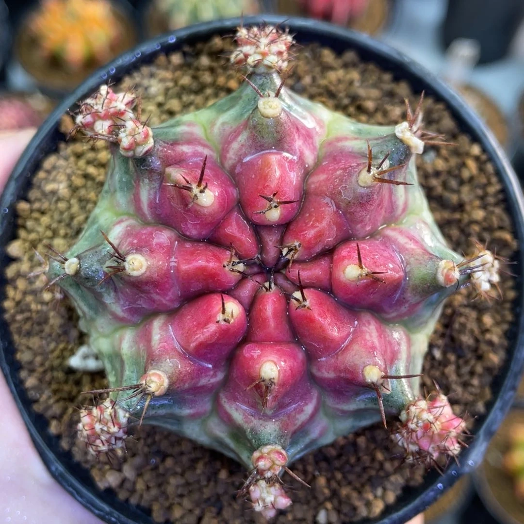 粉色樱桃00000009