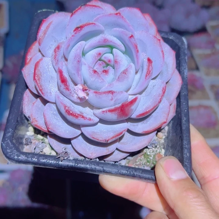 精品多肉植物老桩随机发一棵奶盖