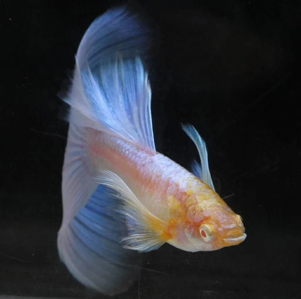 蓝白天空蓝飞船欧意孔雀鱼