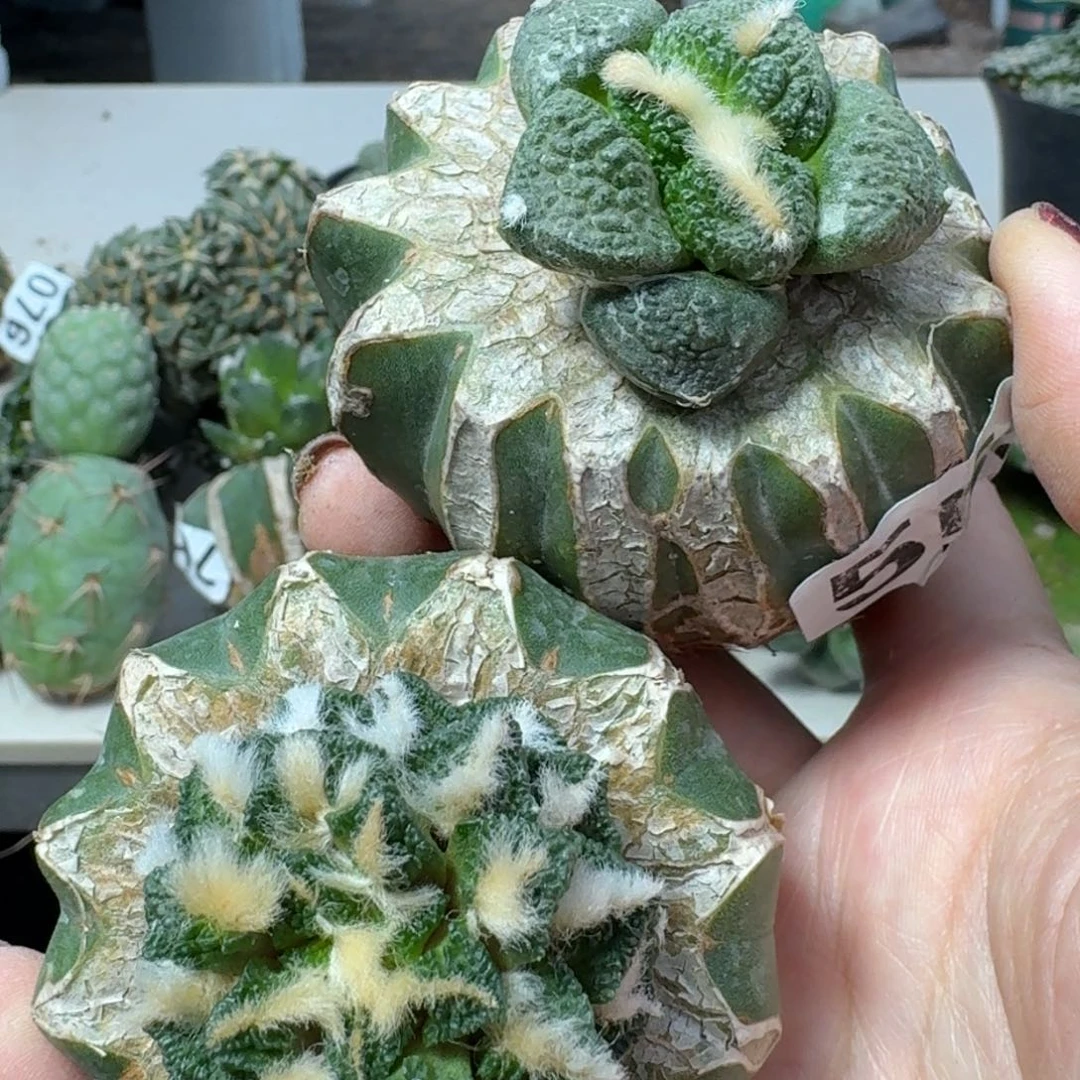 【闪购商品】无花朵两颗福利牡丹091.559
