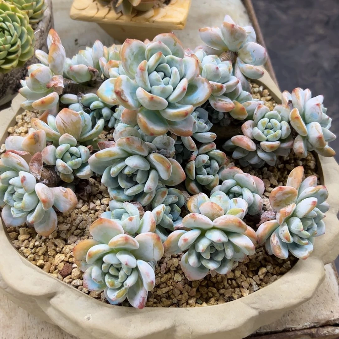 冷香杂38 零零多肉植物