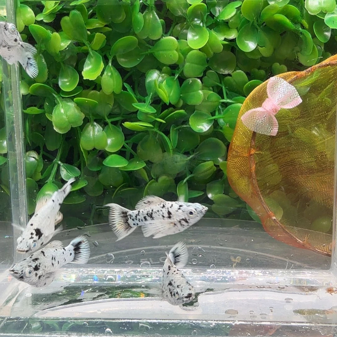 孔雀鱼奶牛玛骊球苗5条不分公母