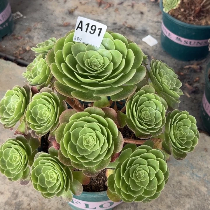 191万圣夜25厘米半木质