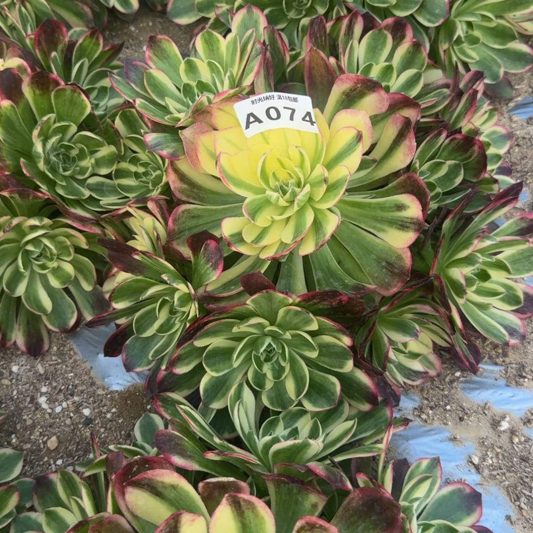 074红体海鲜。多肉植物