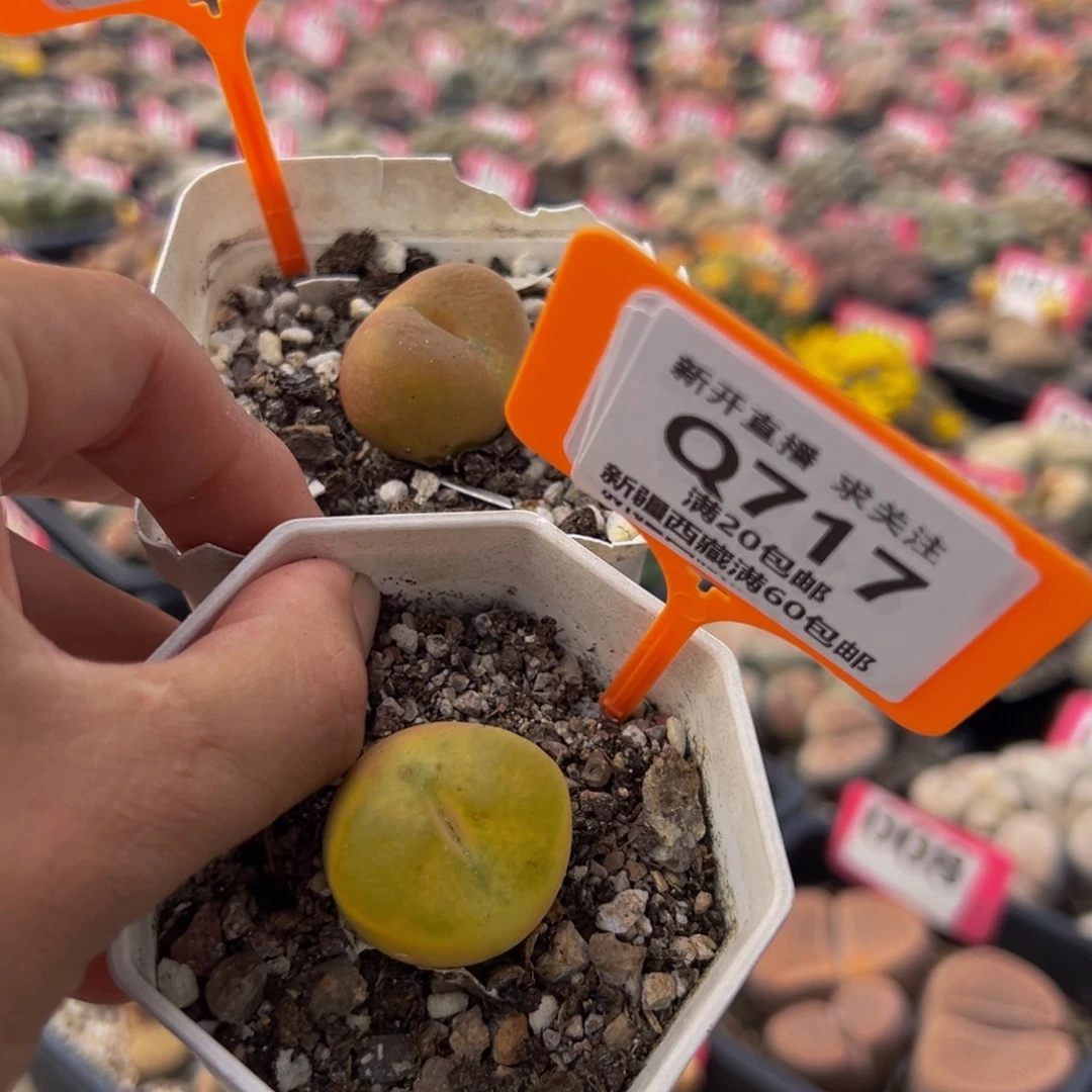 717.718 一物一拍，默认有伤，介意勿拍，不退不换