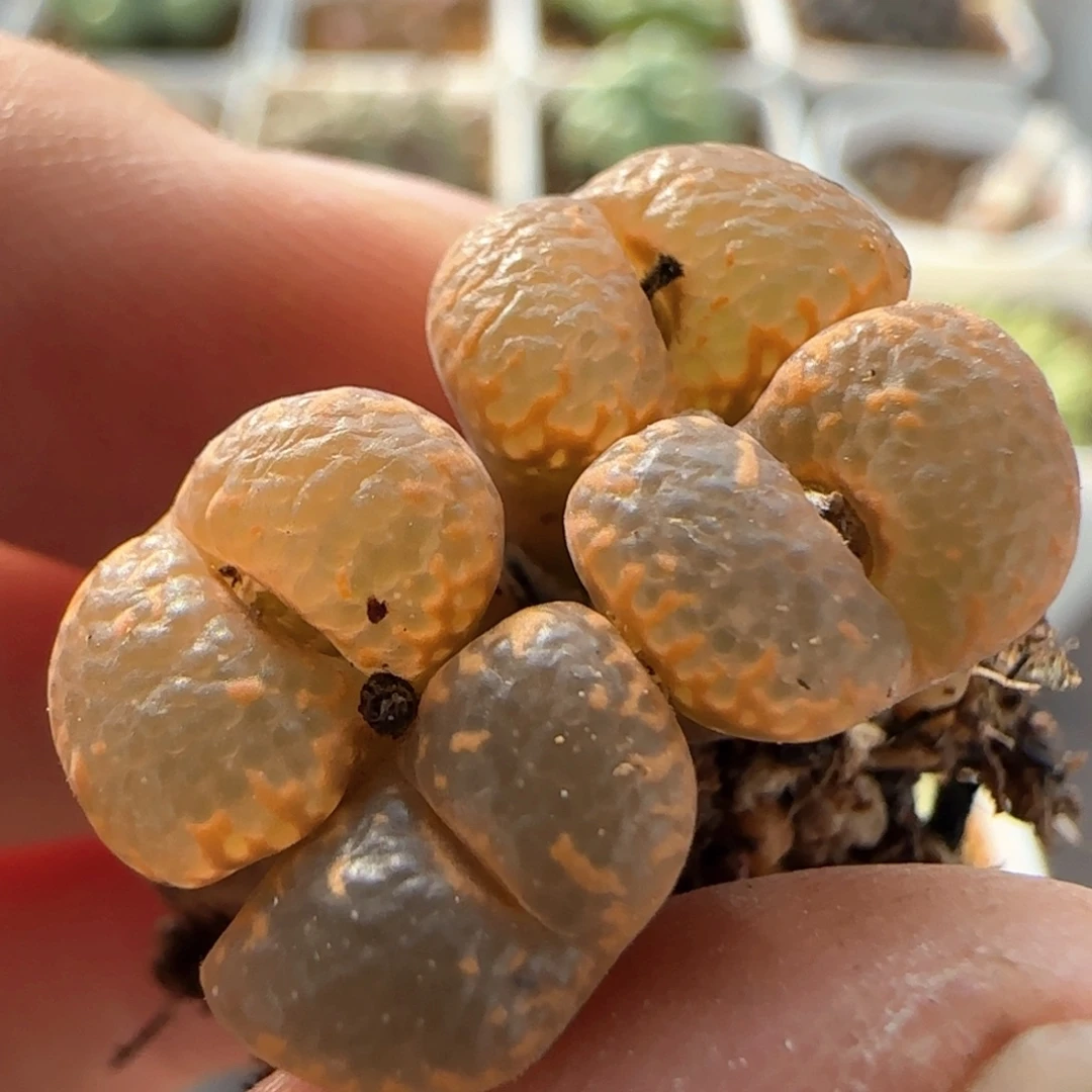 7119 大白多肉植物园