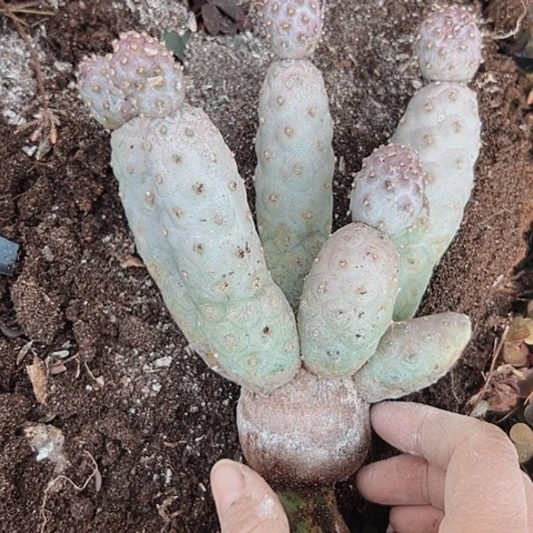 291处理仙人球瑕疵的