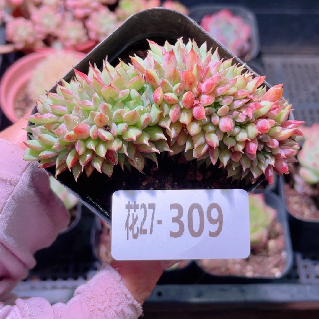 花利美27-309新品缀化