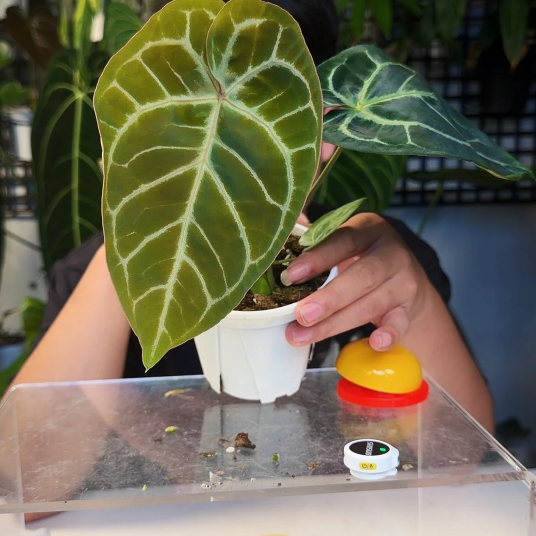 不开花植物D139华丽银杂粉脉撕裂纹