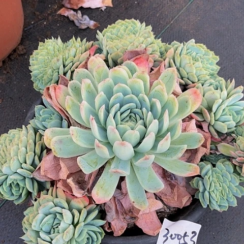 小****西娜缀30053