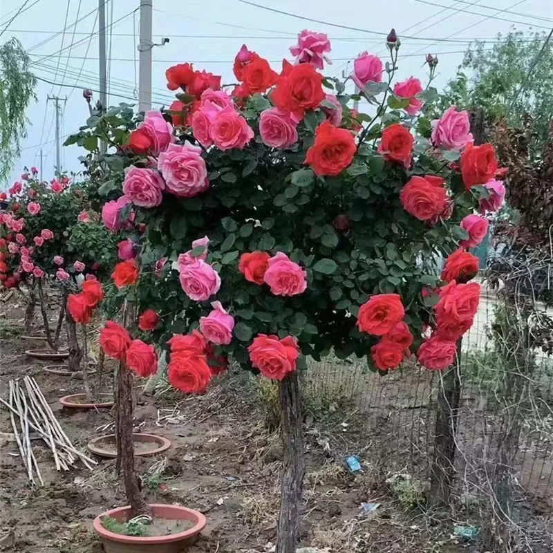 棒棒糖树桩月季盆栽花卉四季开花浓香耐寒适合阳台庭院种植
