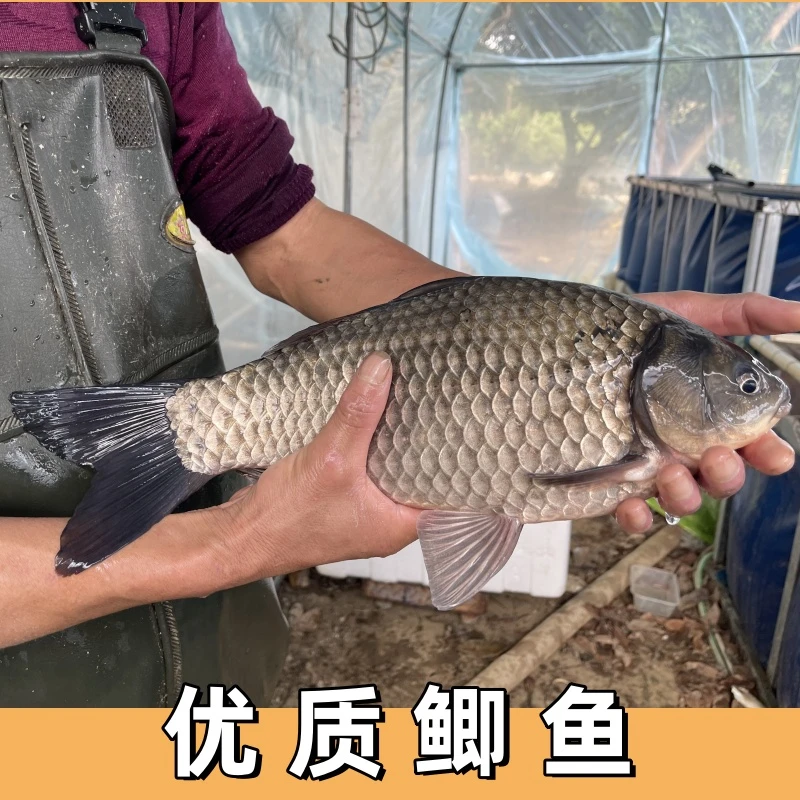 鲫鱼 中科五号鲫鱼大板鲫银鲫水族观赏鱼淡水鱼活体鱼