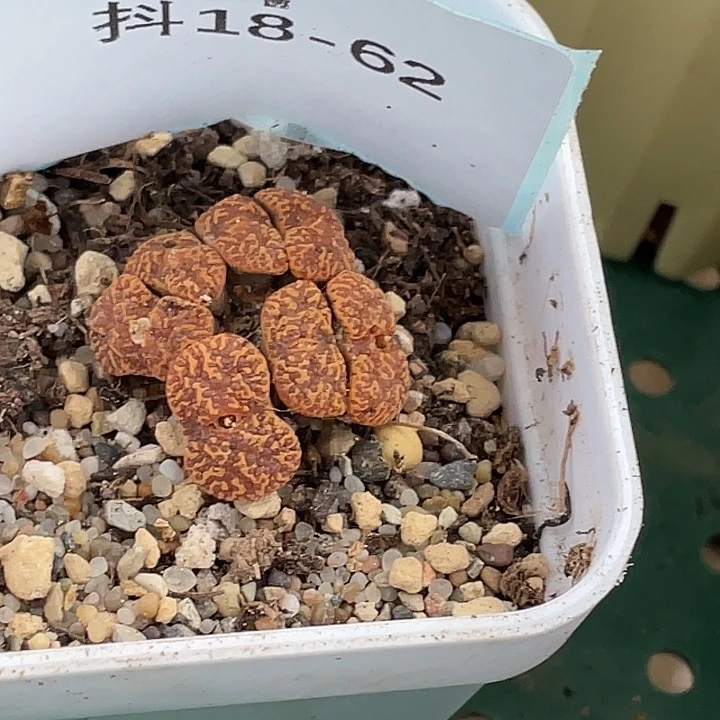 用***418-62肉锥多肉植物