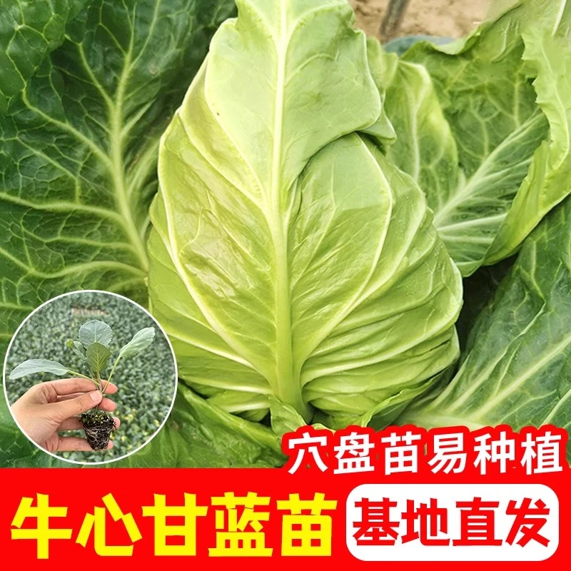 牛心包菜苗尖头包心菜苗四季越冬阳台庭院种植秧苗耐寒牛心甘蓝苗