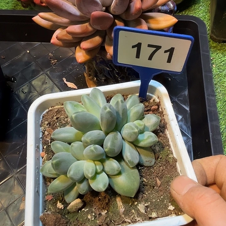 多肉植物冰墩墩171