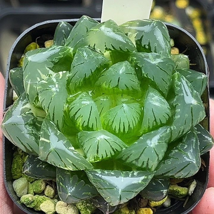 27大窗变异龙鳞玉露锦