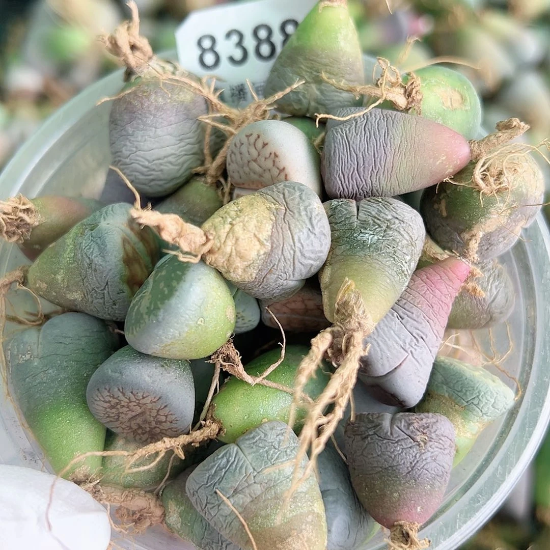 8388四年生石花母本混合60个有瑕疵如图特价处理