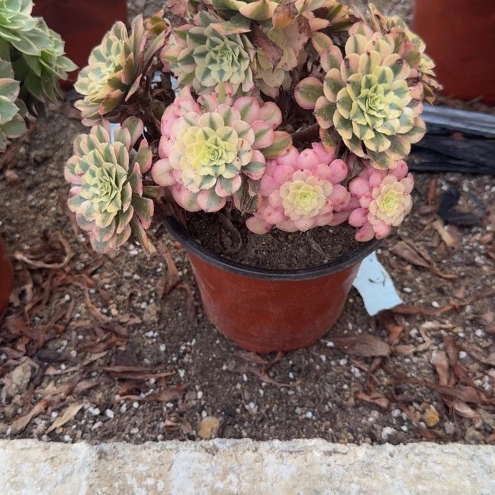 377粉铜。多肉植物