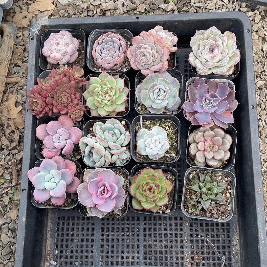 开播福利，16颗多肉