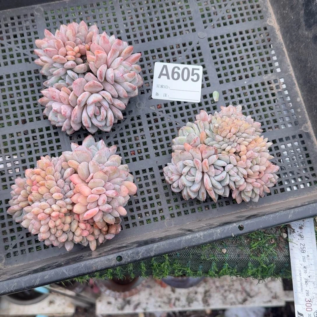 骑****姨呀呀呀呀呀呀呀呀