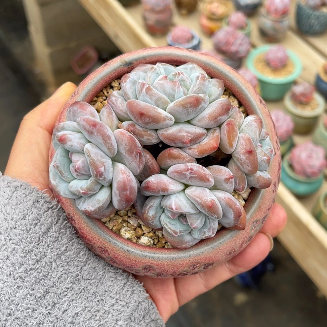 香橙一物一拍不支持退换