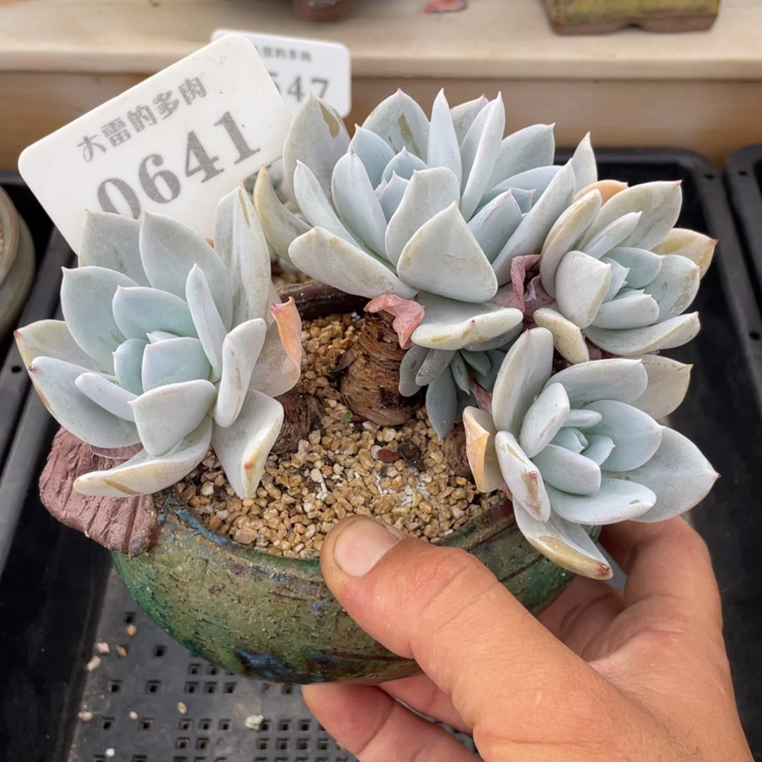 0641雪特不带盆14厘米