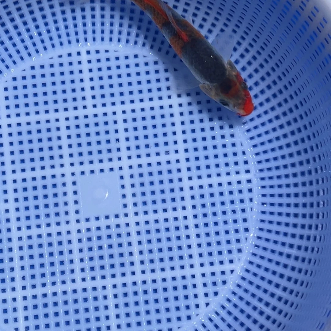 锦鲤锦鲤观赏鱼1111