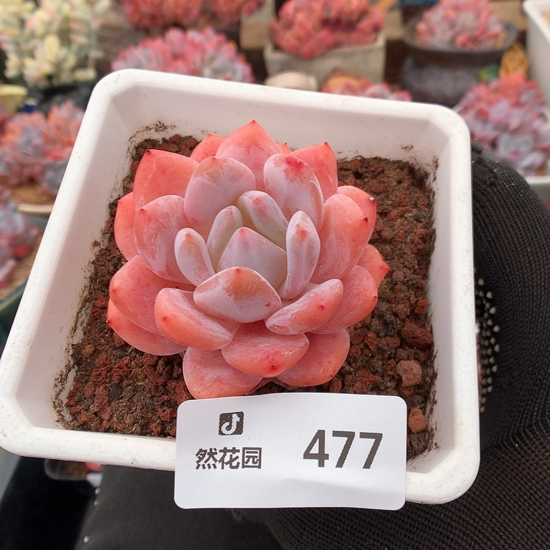 477雪天使多肉植物6666