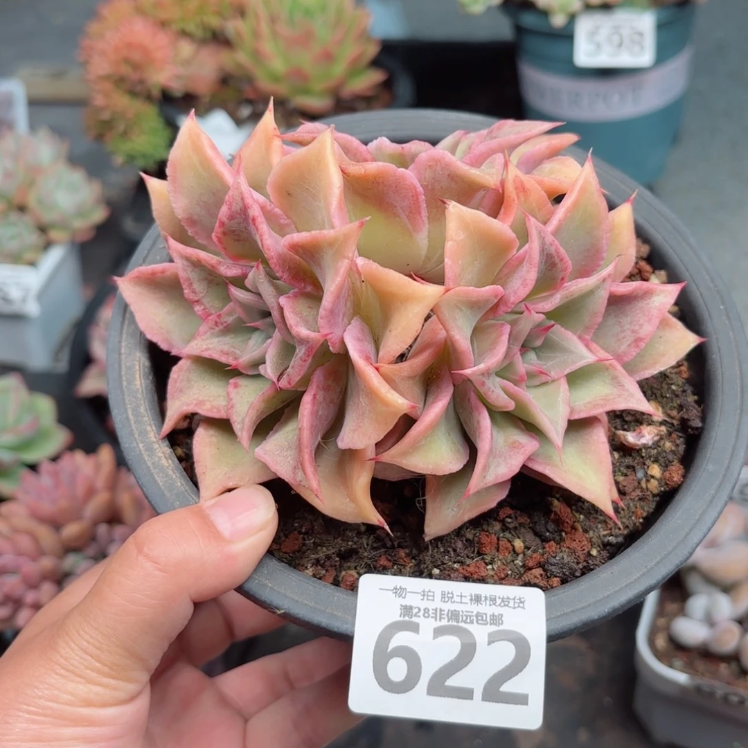 饺子皮无盆土发货