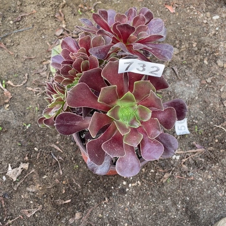 红***732号小欧紫缀法师多肉