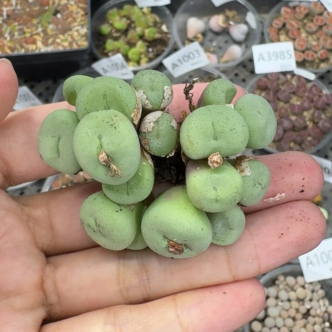 1007 生石花和肉锥