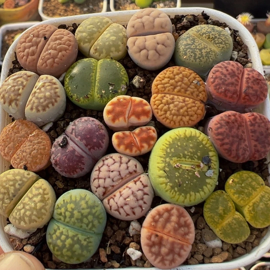 85多肉植物百科植物