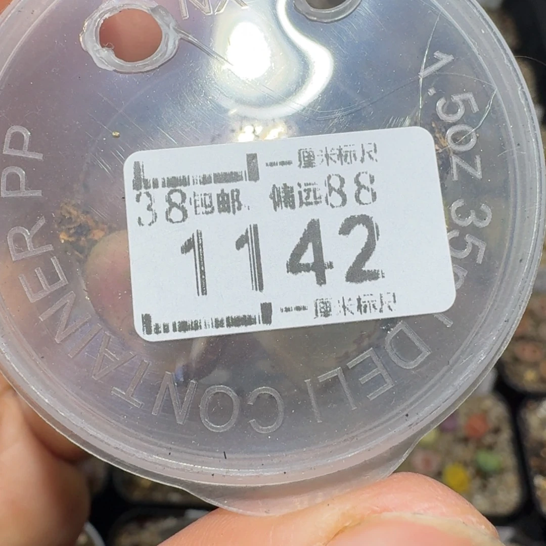 小***妈zzz生石花肉锥1142