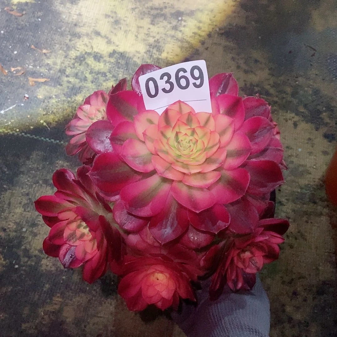 红陶0369荔枝3冠服16