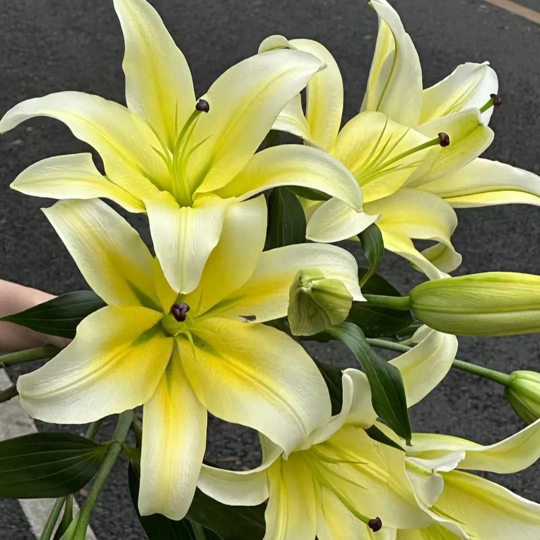 【黄天霸】浓香型3头香水百合昆明基地直发水生鲜切花