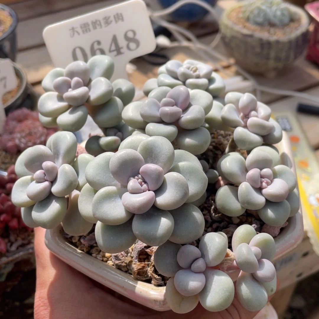 0648艾伦不带盆16厘米