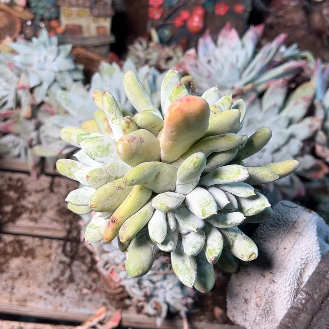 8037哈哈哈哈哈哈哈哈