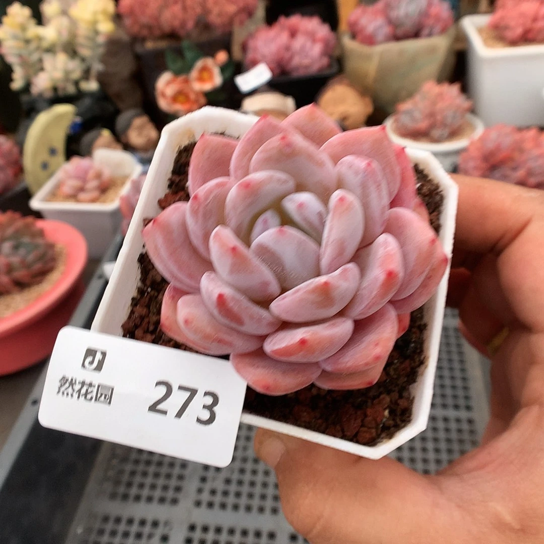 273粉星影多肉植物666