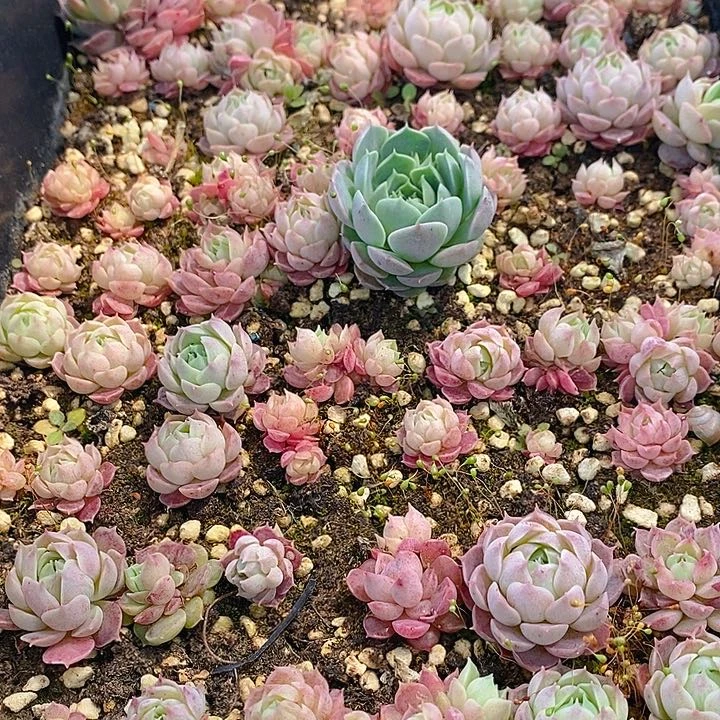 65 多肉植物盆栽花卉植物
