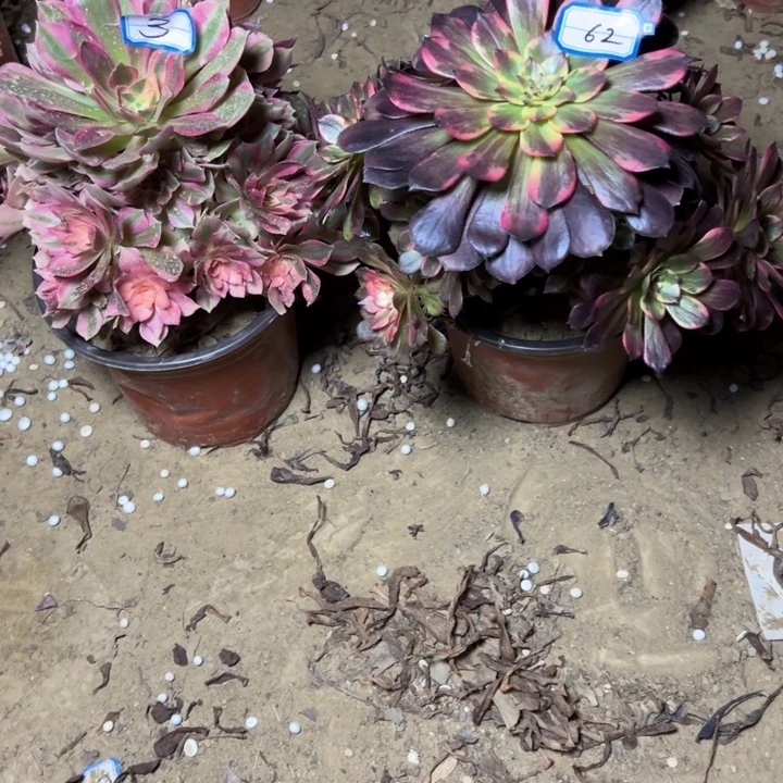 多肉植物不周正62