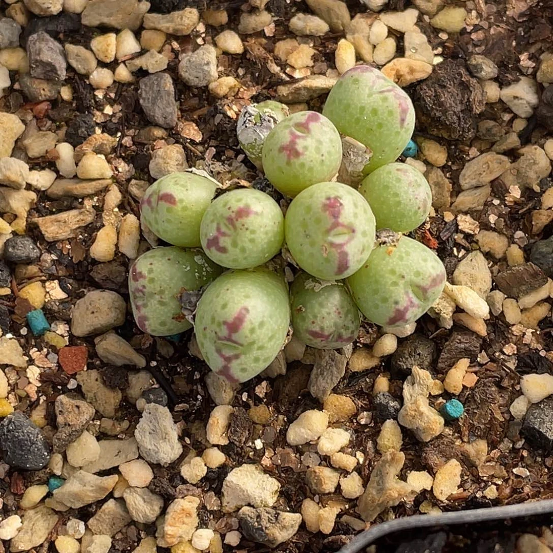 水***冻14-10肉锥多肉植物
