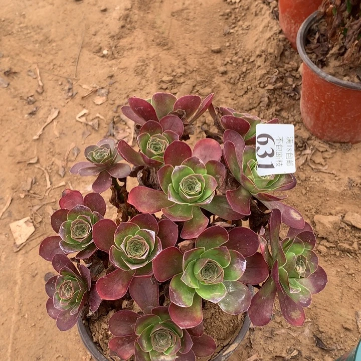 631魅金玫瑰绣球2号