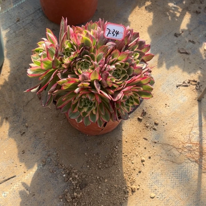 7-34海王朵朵处理不售后多肉