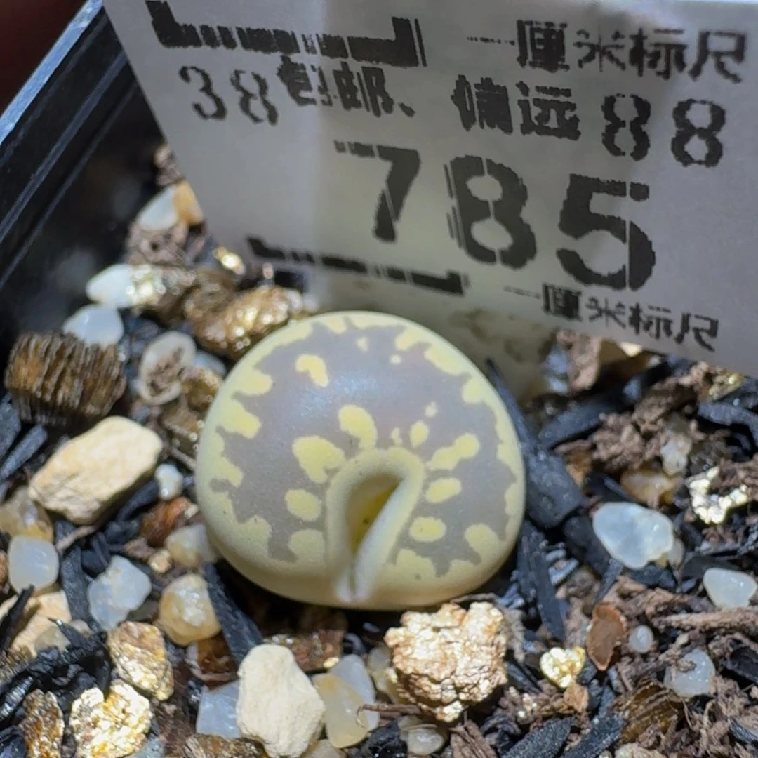 花****zzzz生石花肉锥785