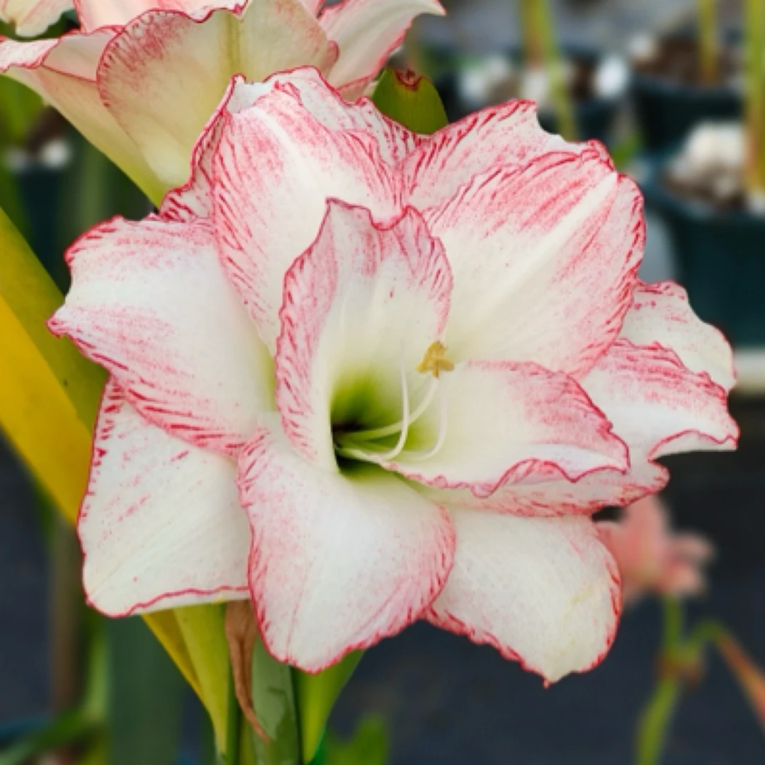 紫云会员卡 一年