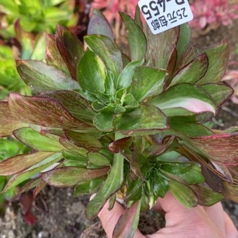 455嫁接魅影七彩满25包邮多肉