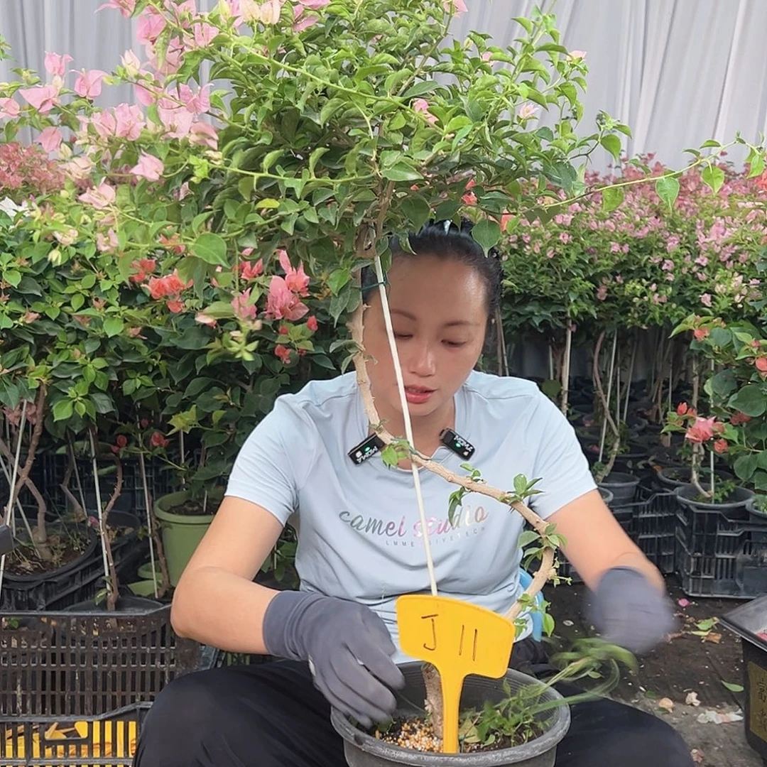 暖***酱当前无花栽培后可以开花J11魔法樱花
