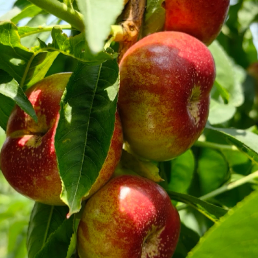 山东露天头茬纽扣蟠桃脆甜多汁现摘现发应季新鲜水果