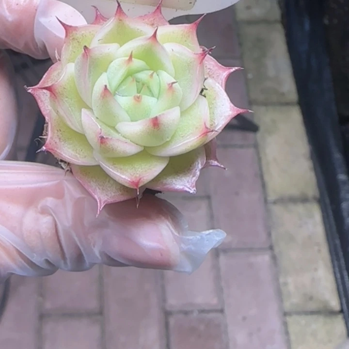 812号 麦秆睫毛个体群