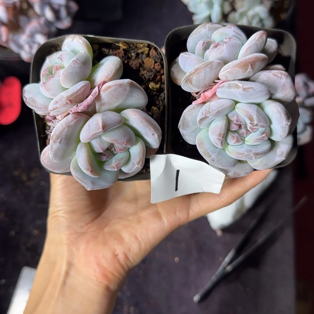 星影两颗一物一拍1